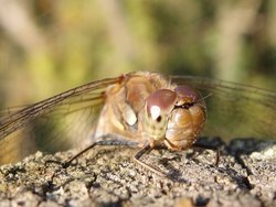 Deeping St James Wallpaper