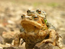 To the lake! Wallpaper