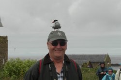 Brave Birds Wallpaper