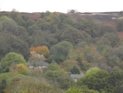 Woodland view Wallpaper