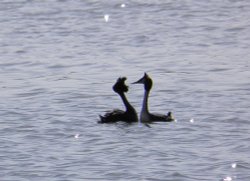 Courting Grebes Wallpaper
