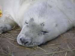 Sleeping pup Wallpaper