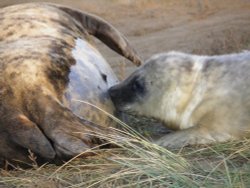 Feeding time Wallpaper