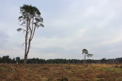 Not many standing! Wallpaper