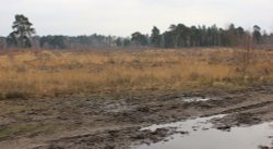 Ockham Common and Chatley heath Semaphore Tower Wallpaper