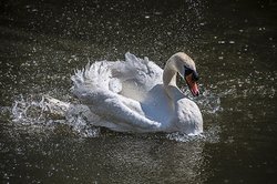 Bathing Swan Wallpaper
