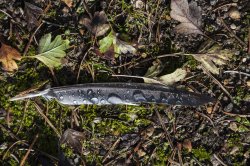 Abington Park Wallpaper