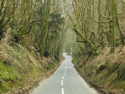 The lonely winding Lane. Wallpaper