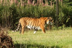 Woburn Safari Park Wallpaper