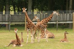 Woburn Safari Park Wallpaper