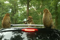 Woburn Safari Park Wallpaper