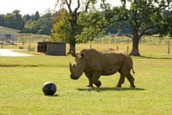 Woburn Safari Park Wallpaper