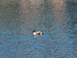 This duck was taken in Kensington Gardens Lowestoft but it was a long way away from me Wallpaper