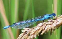 Damselfly