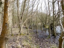 Boggy down by the water's edge Wallpaper