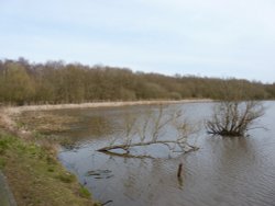 Bullrush Bay Wallpaper