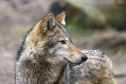 Ashurst, New Forest Wildlife Park Wallpaper