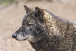 Ashurst, New Forest Wildlife Park Wallpaper