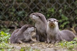 Ashurst, New Forest Wildlife Park