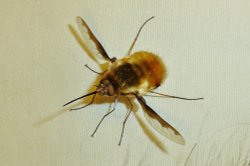 Bee Fly Wallpaper