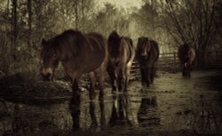 Ponies - Snelsmore Common, Newbury, Berkshire