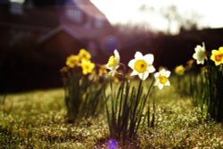 Narcissus and Daffodils at Fenny Drayton Wallpaper