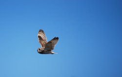 Short Eared Owl at Whitburn