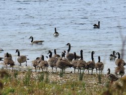 Geese at Draycote Water Wallpaper