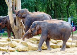 Twycross Zoo Wallpaper