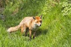 The British Wildlife Centre, Newchapel