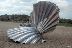 An image of a large scallop