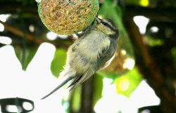 Bluetit in Gateshead. Wallpaper