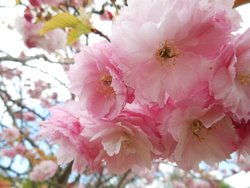 Cherry Blossom, Cheltenham