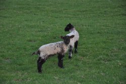Spring Lambs in Fawsley Park Wallpaper