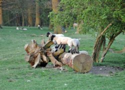 Playing Lambs in Fawsley Park near Daventry Wallpaper