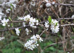 Blossom at Boddington Reservoir Wallpaper