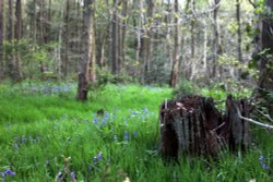 Hartshill Hayes Country Park Wallpaper