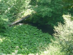 Footbridge across the stream, Constable Burton Hall Gardens, North Yorkshire