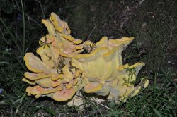 Life after death Wallpaper