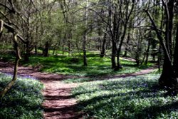 Hartshill Hayes Wallpaper