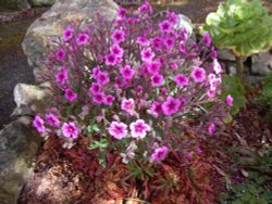 Geranium Maderense Wallpaper