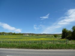 The bird in the sky Wallpaper