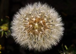 Dandelion, Colnbrook Wallpaper