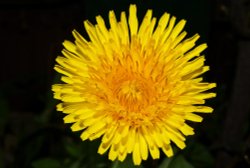 Yellow Dandelion, Colnbrook Wallpaper