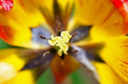 Abstract flower, Colnbrook Wallpaper