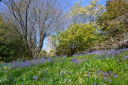 Marwood Hill Wallpaper