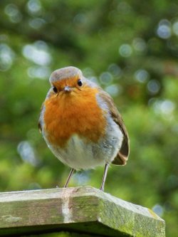 Wot you doin' in my garden ?