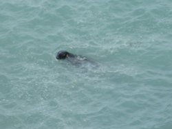 The afternoon swim Wallpaper