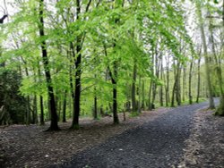 Pathway At Edge Of Woods