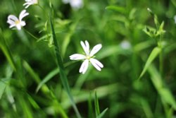 Hartshill Hayes Wallpaper